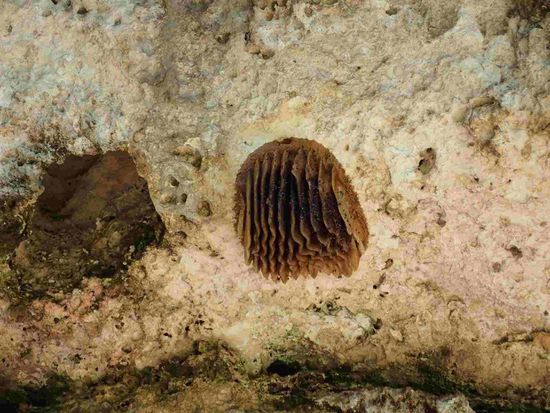 Bienenwaben an den Mauern - unglaublich!!