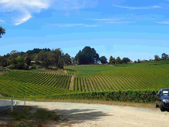 Die Weingärten rund um Bridgewater