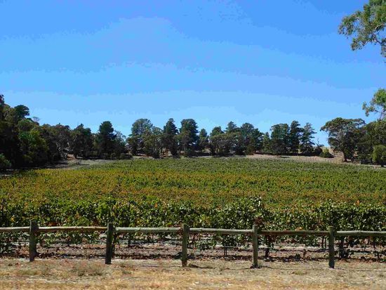 Dann die Weingärten