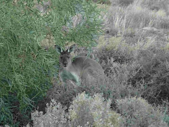 Ja wen haben wir denn da?