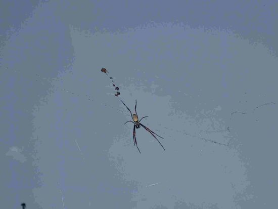 Spiderman in Brisbane 