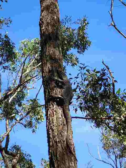 Das Guyana flieht auf den Baum vor uns - dabei wollen wir es nur fotografieren