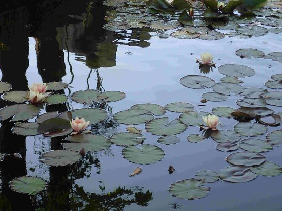 Die Seerosen blühen hier schon 