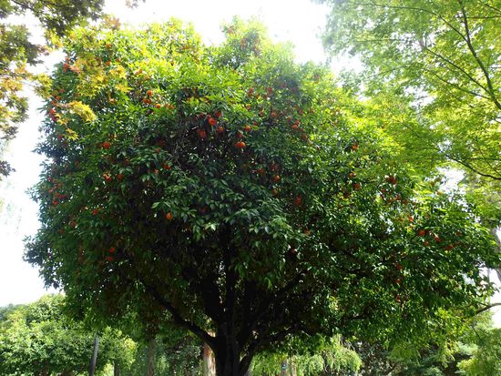 Die Orangen sind gerade reif