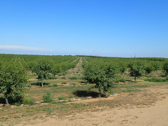 Pfirsiche so weit ich schau