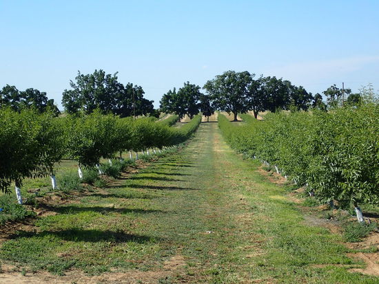 Ob vorne, ob hinten, immer Obst rund um mich 