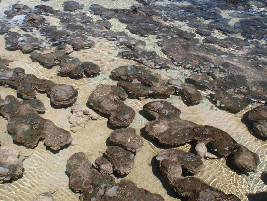 Das sind die Stromatolithen - gibt es in den verschiedensten Formen