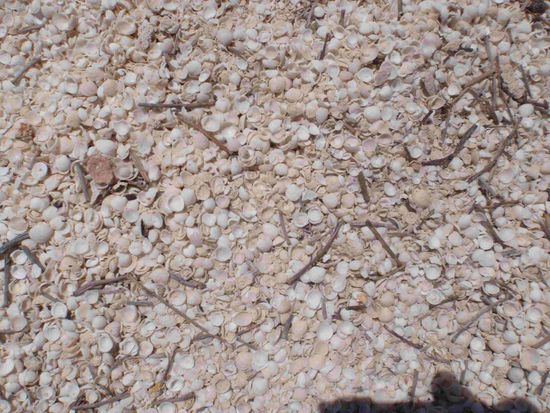 Ein Strand nur aus Muscheln bestehend