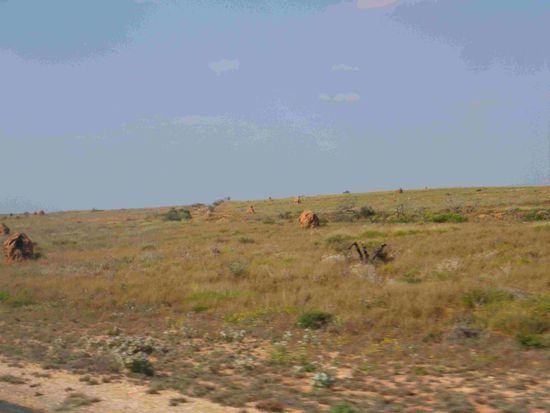 Viele Termitenhügel