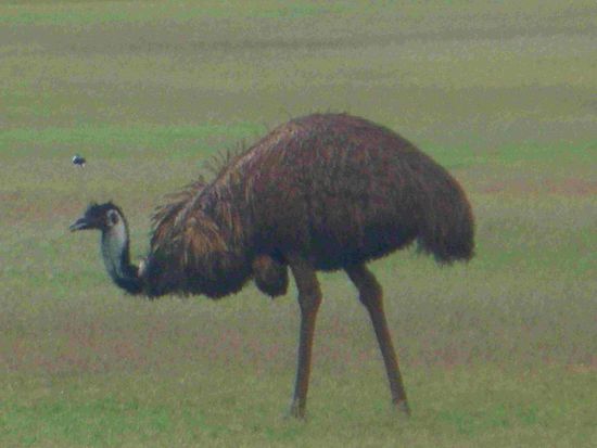 Hat man denn hier nie seine Ruhe vor den aufdringlichen Touristen 