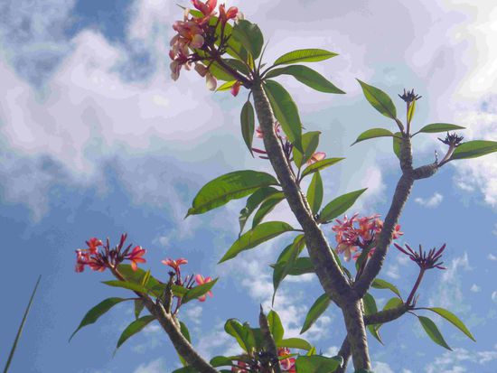 Alles blüht so wunderschön im Moment