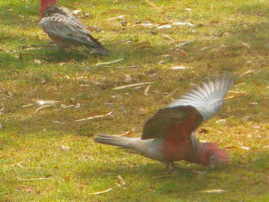 Heute ist Waschtag - im Garten läuft der Rasenspränger