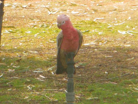 Das sind so lustige Tiere - die machen nur Spaß und viel Lärm