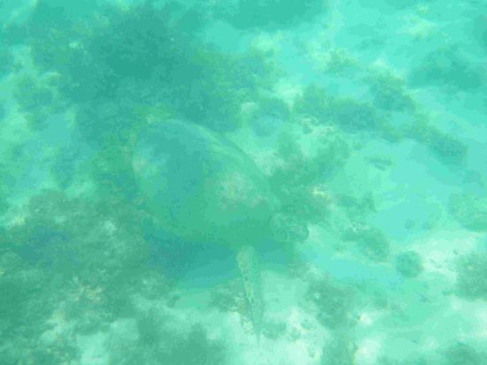 Kleine Wasserschildkröte - die große erspare ich euch 