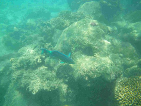 Arno hat tolle Unterwasserfotos gemacht