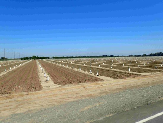 Aufzuchten von Pfirsichbäumen