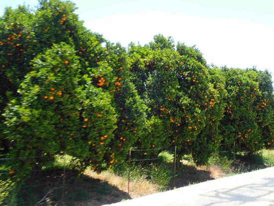 Die Orangen sind gerade reif in CA