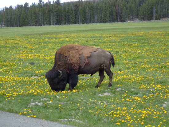 Ja, das ist das Bison 