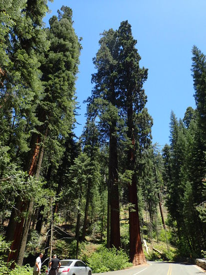 Die Riesenmammutbäume im Sequoia NP
