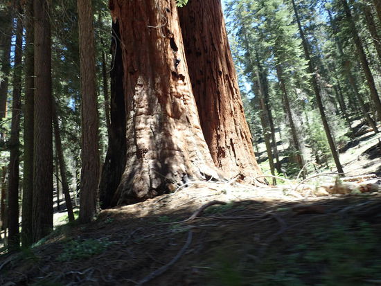 Und der Stamm ist auch nicht ohne