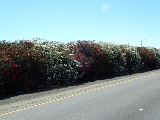 Zwischen den Autobahnfahrspuren wachsen in Californien Oleander