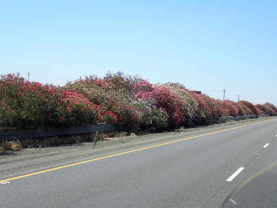 Und die blühen alle gerade so schön 