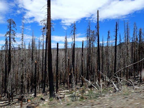 Leider immer wieder die Reste von Waldbränden zu sehen