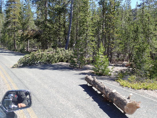 Oh ja, hier liegen noch ein paar Bäume auf der Straße