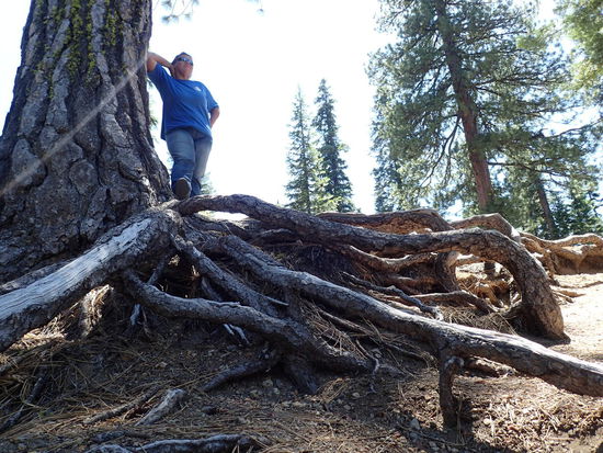 Auch nicht schlecht die Wurzeln