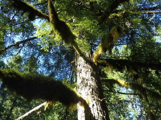 Die Bäume tragen Bart