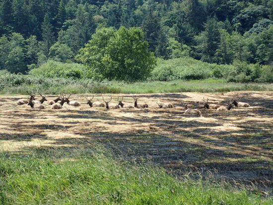 Direkt an der Straße liegt ein Rudel Elk (Rentiere) im Moorgebiet