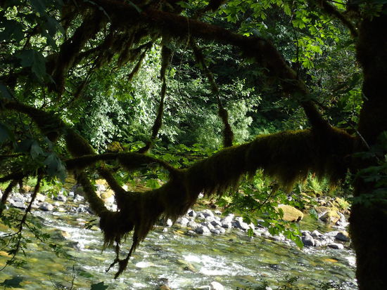 Hier sieht man den Bart an den Bäumen noch besser