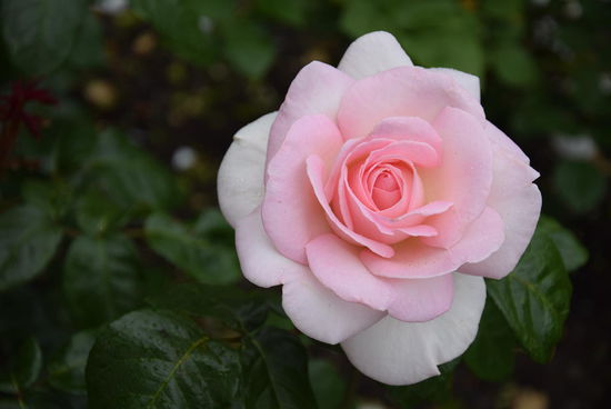 Im Rosengarten der UBC