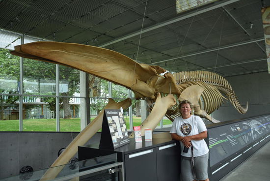 Das Skelett des Blauwales wurde 1987 vom Strand hierher gebracht