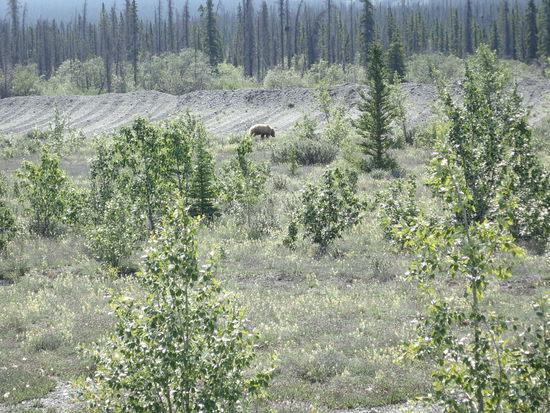 Mein erstes Bärenfoto - ein Grizzly