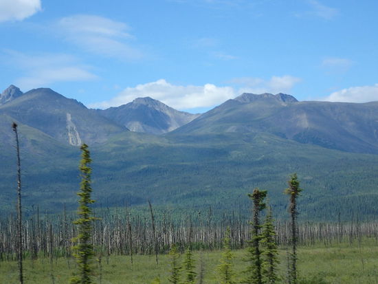 Viele abgebrannte Bäume von alten Buschfeuern im Hintergrund