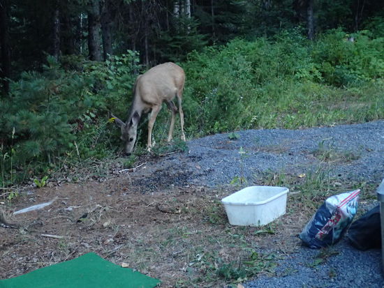 Das Reh welches unser Zelt inspezierte