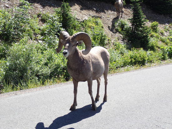Die lassen sich vom Massentourismus zum Glück nicht vertreiben von der Straße
