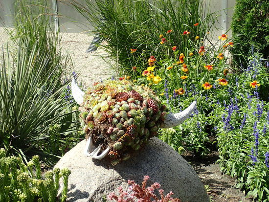 Ein bepflanzter Bisonschädel - genial