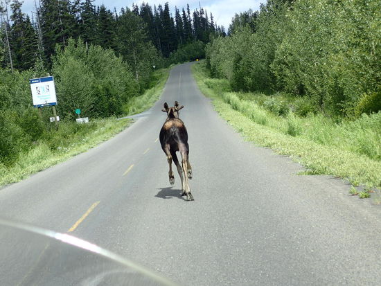 Ein Moose - Elch - im Galopp vor uns