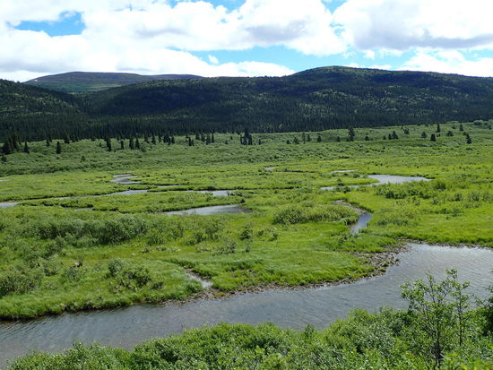 Es grünt so grün wenn Frühling ist in Kanada