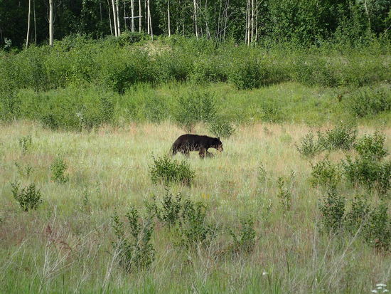 Mein erstes gutes Bärenfoto