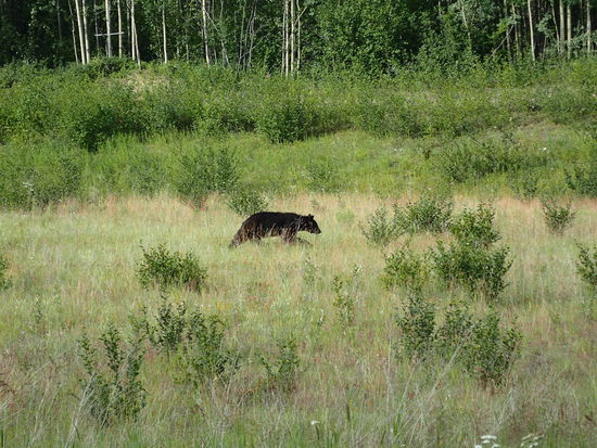 Ein schöner Schwarzbär