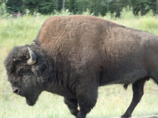 Das Bison Männchen - sehr imposant