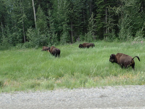 Und eine ganze Herde