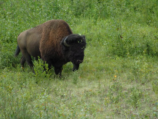 Einer muss noch sein