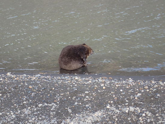 Der Biber bei der Abendwäsche am Peace River - der Name bürgt für Qualität
