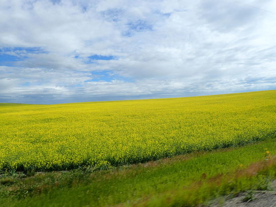 Hier blüht gerade der Raabs