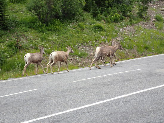 Die Bergziegen dürfen auf 2000m nicht fehlen