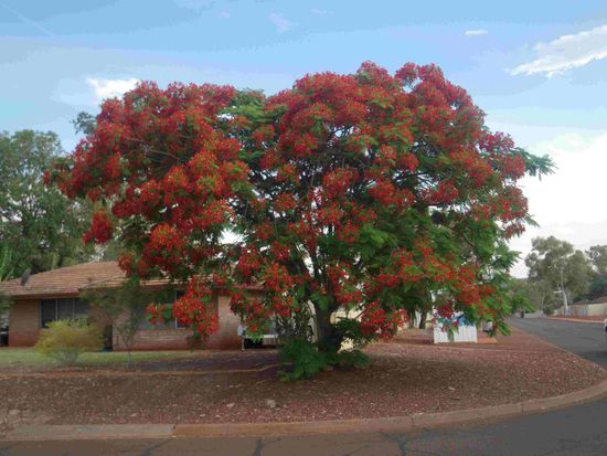 Wenn ich die richtige Auskunft erhalten habe ist das ein Flame tree . Flammenbaum - der blüht unglaublich schön